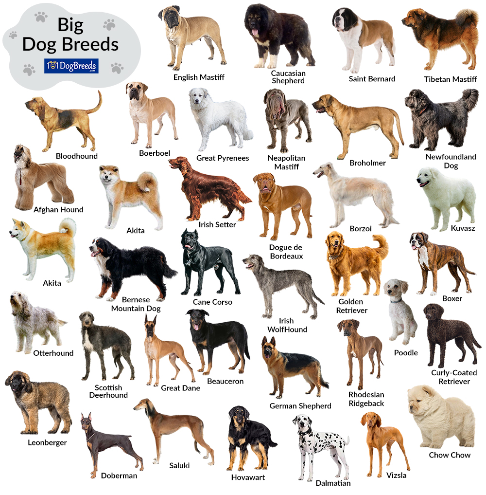 Large Dog Breeds