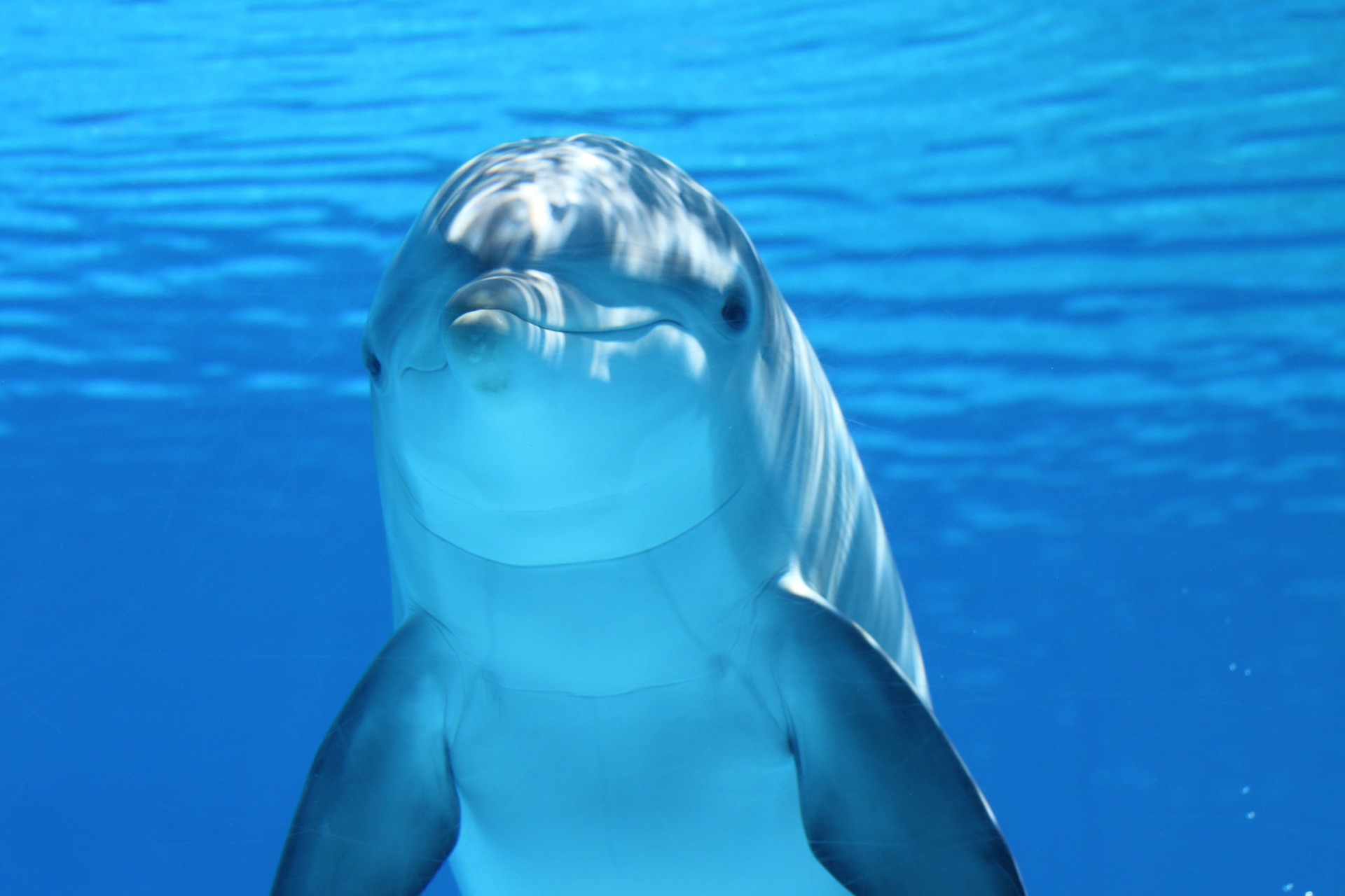 One dolphin