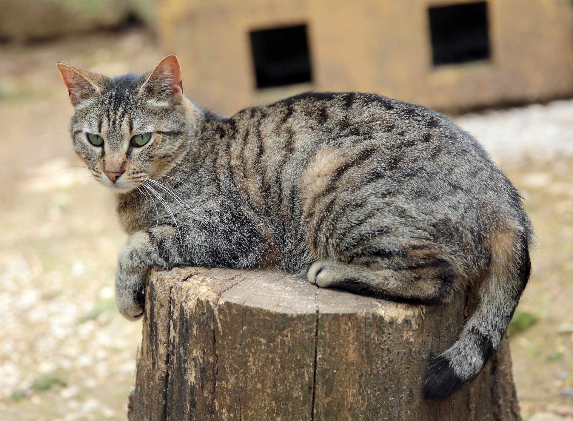 Grey Tabby Cat