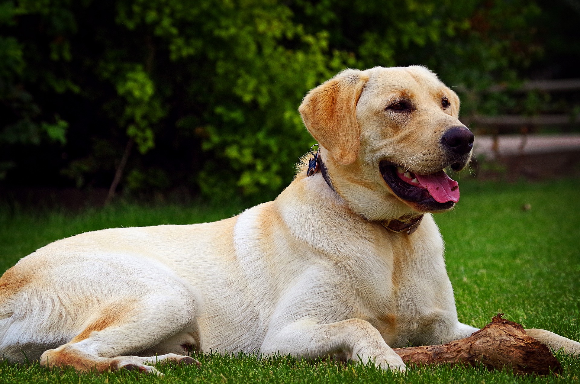 Golden Lab