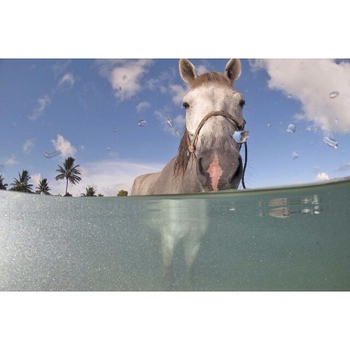 Swimming with Horses