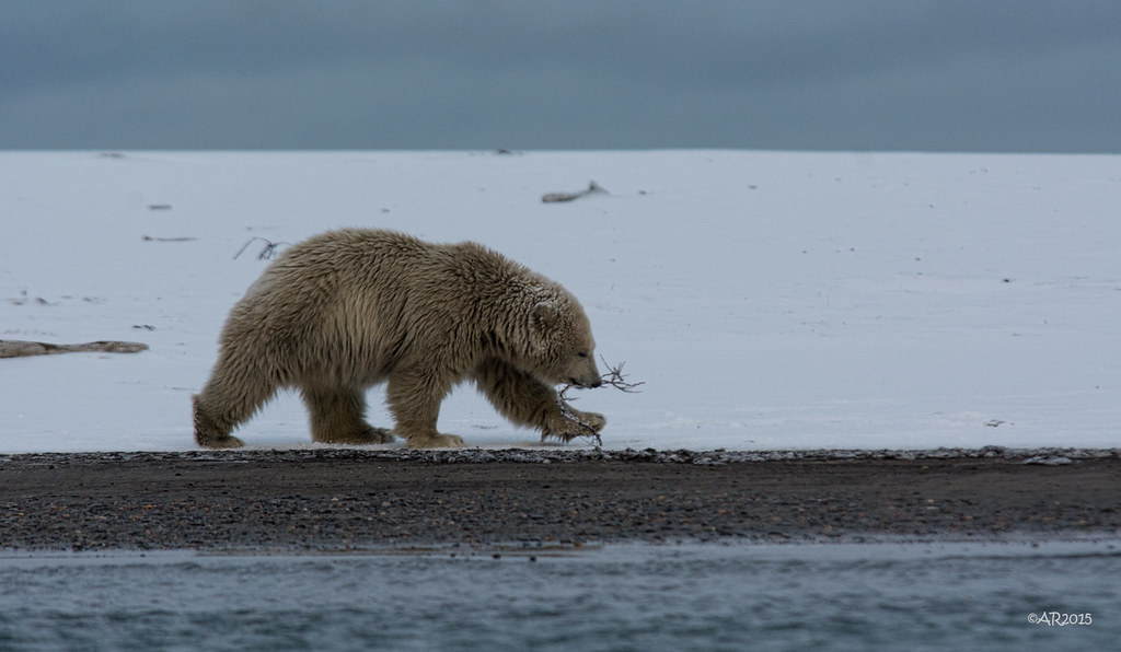 Bear Cub