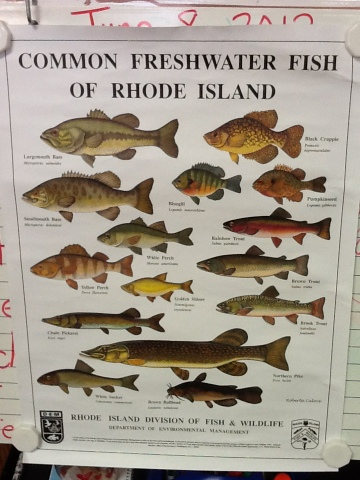 Fish Species Examples