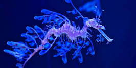 seadragon