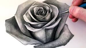 rose drawing