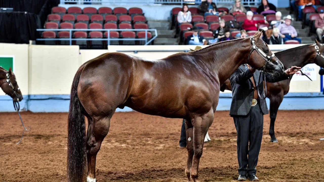 Halter Quarter Horse