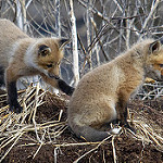 Baby Foxes