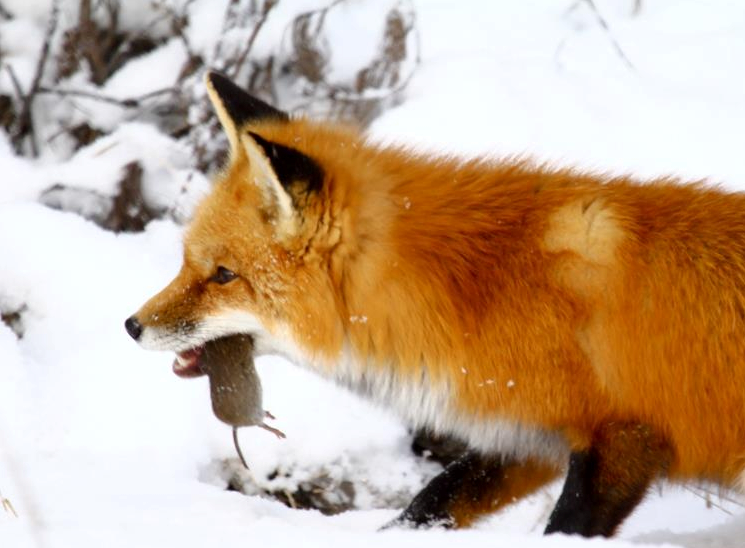 Fox eats mice