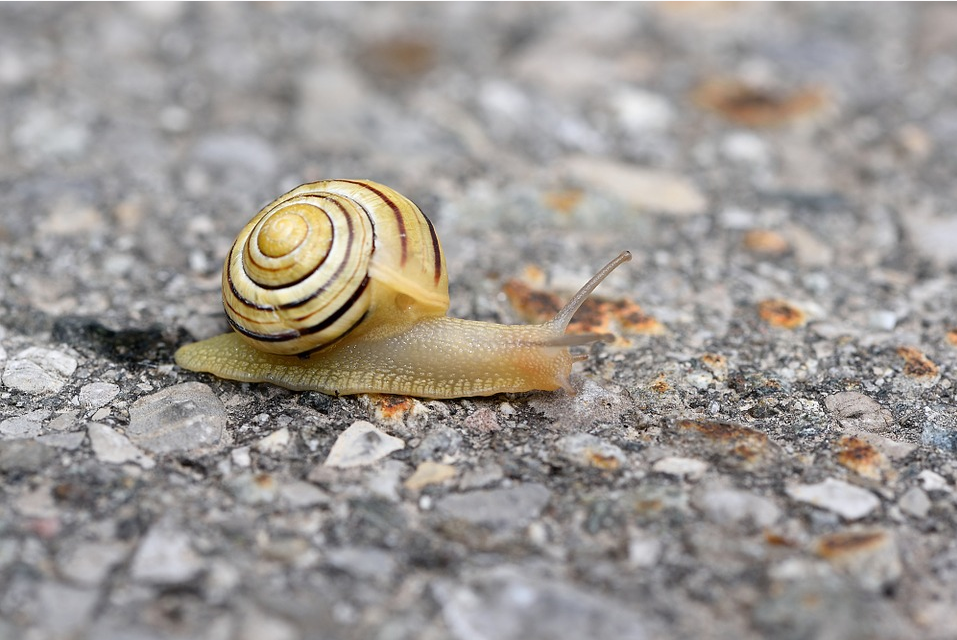 Mollusk
