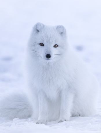 snowy fox