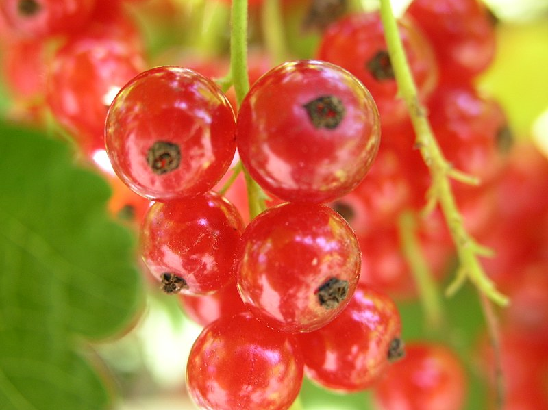 berries