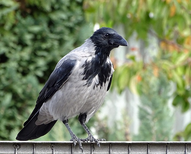 hooded crow