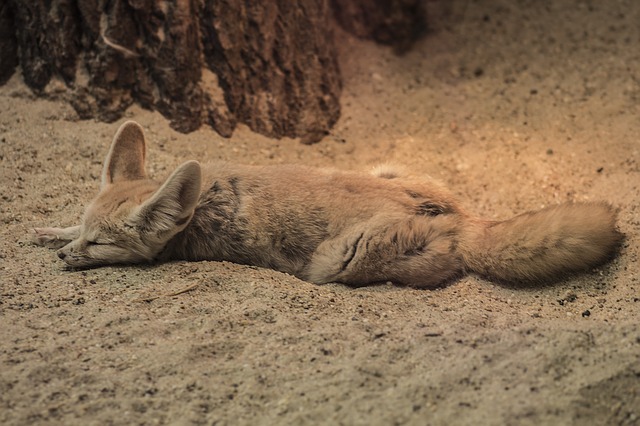 fennec fox