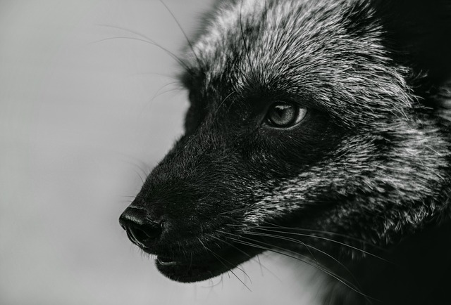 Black Fox