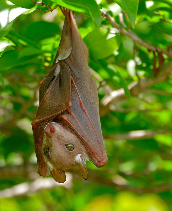 Fruit Bat