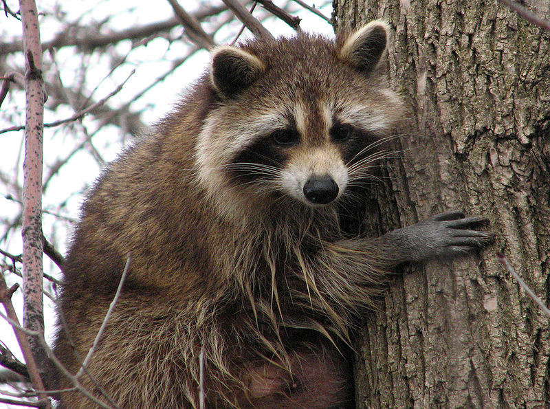 Raccon