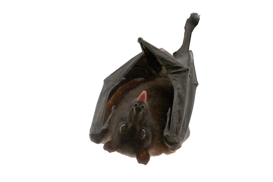 Cute Bat 2