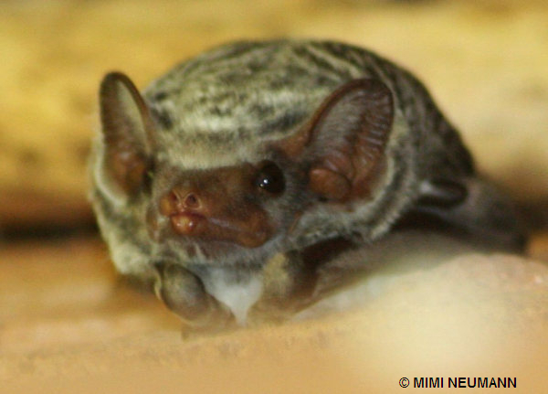 Bat Face One
