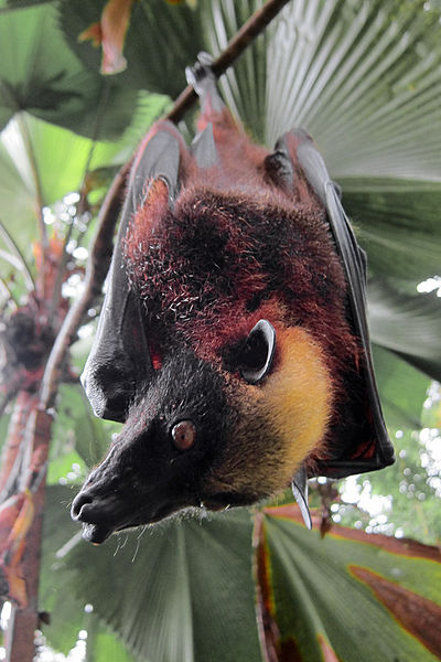 Bat Face Two