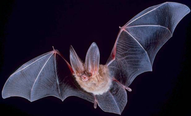 Bat One