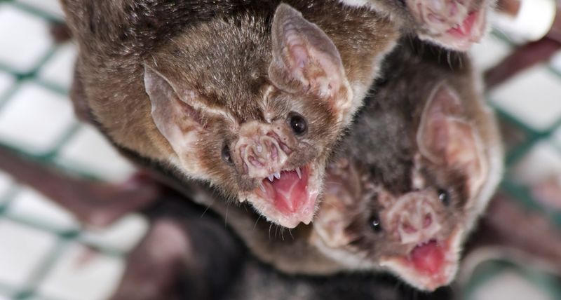 Vampire Bat