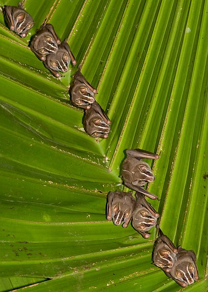 Bat Leaf