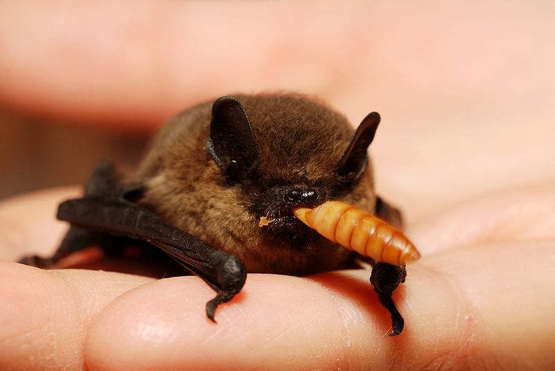 Insectivore