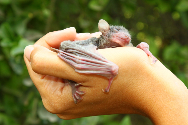 Cute Bat 4