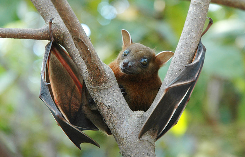 Cute Bat 1