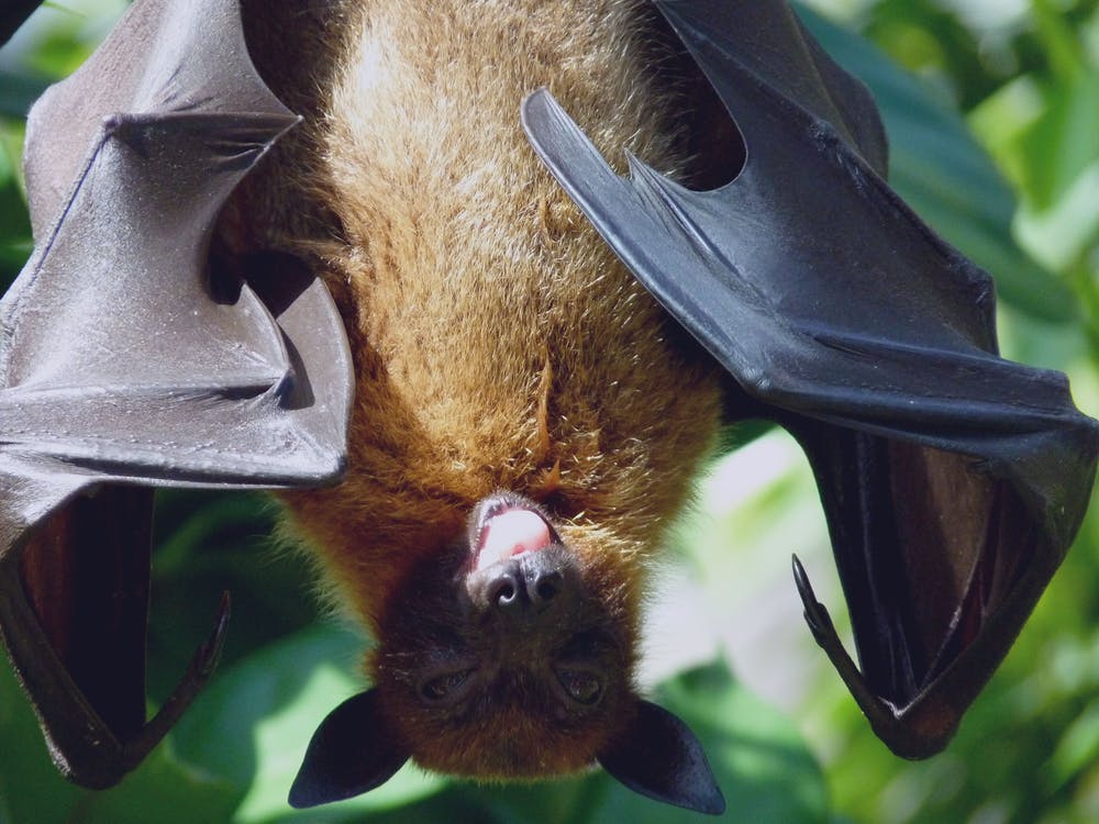  Cute Bat 3