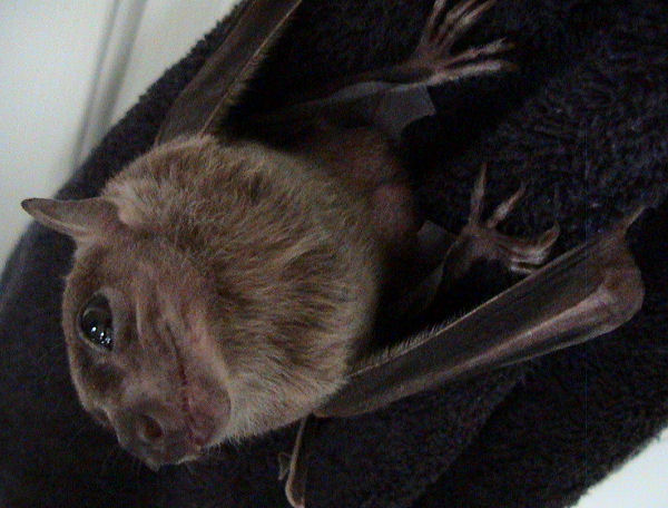 Cute Bat 5
