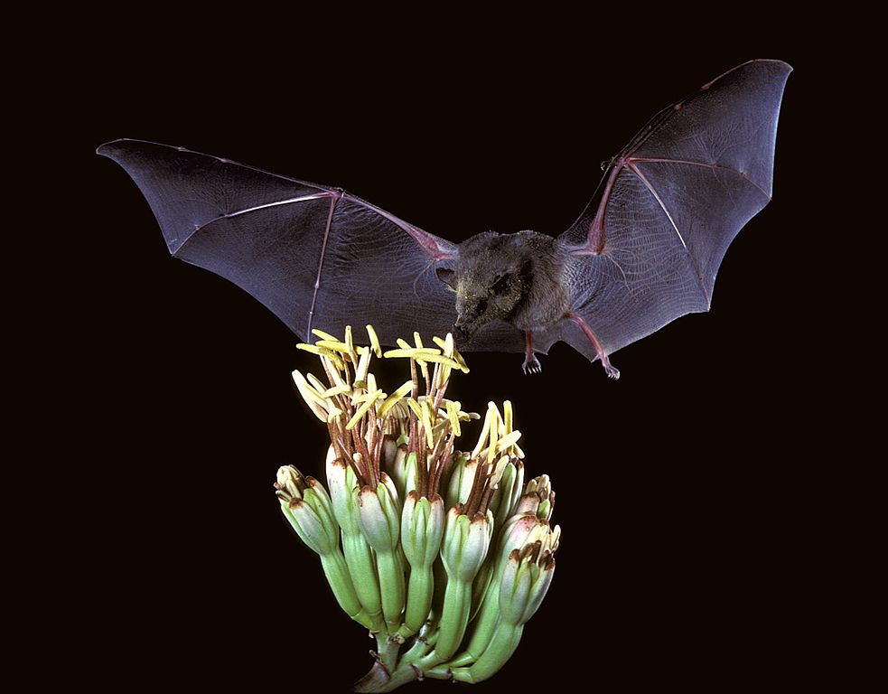 Nectar Bat