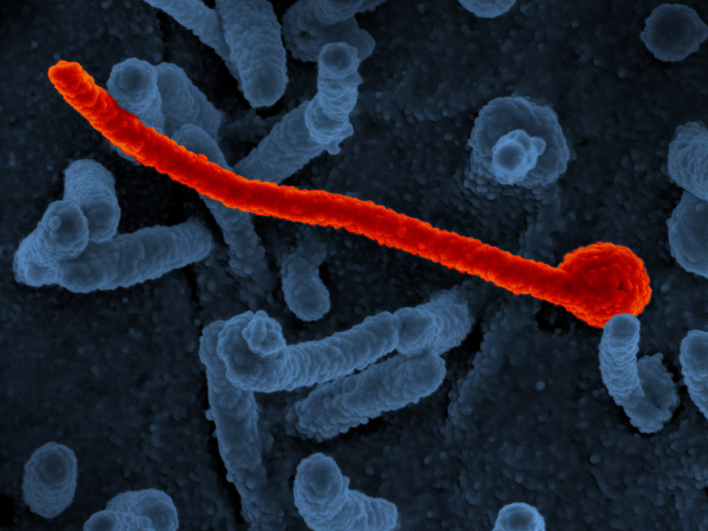  Virus