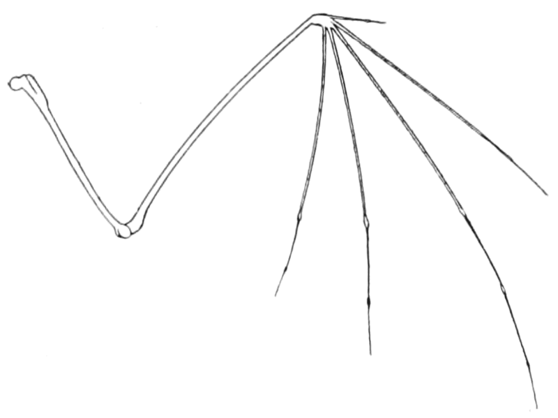 wing