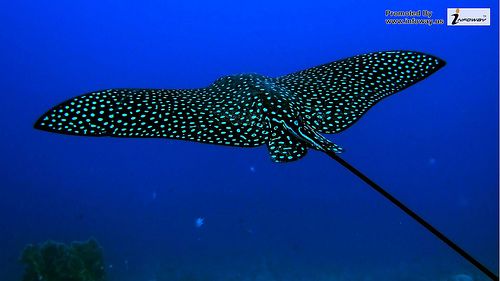 Stingray in the ocean