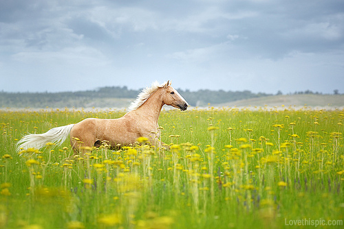 horse