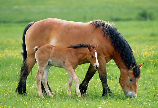 bay horse