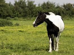 Paint Horse