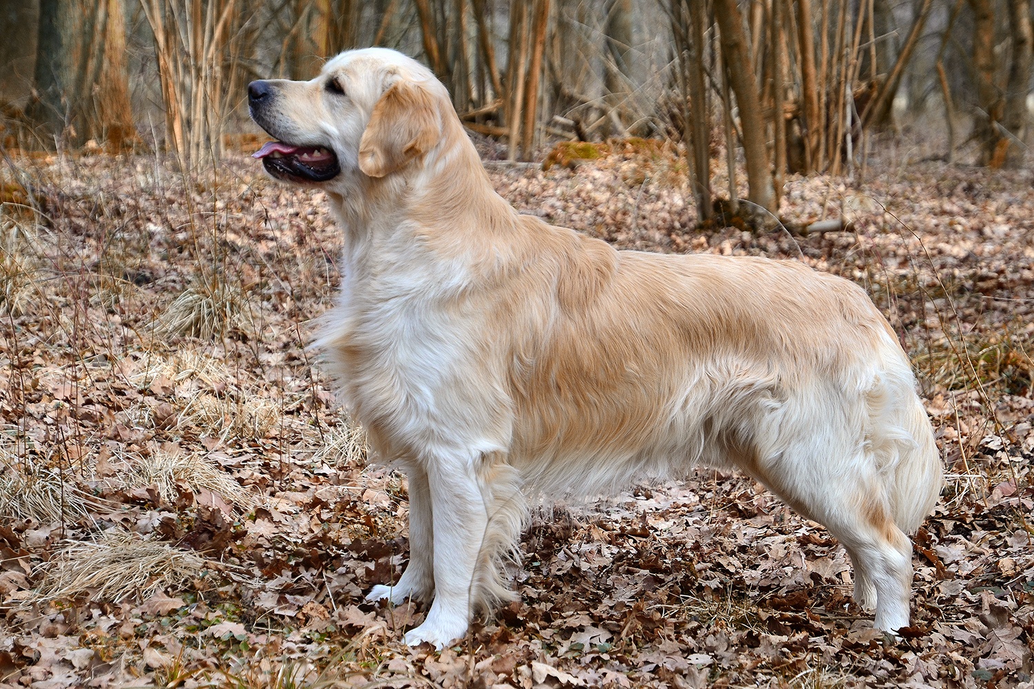 dog3