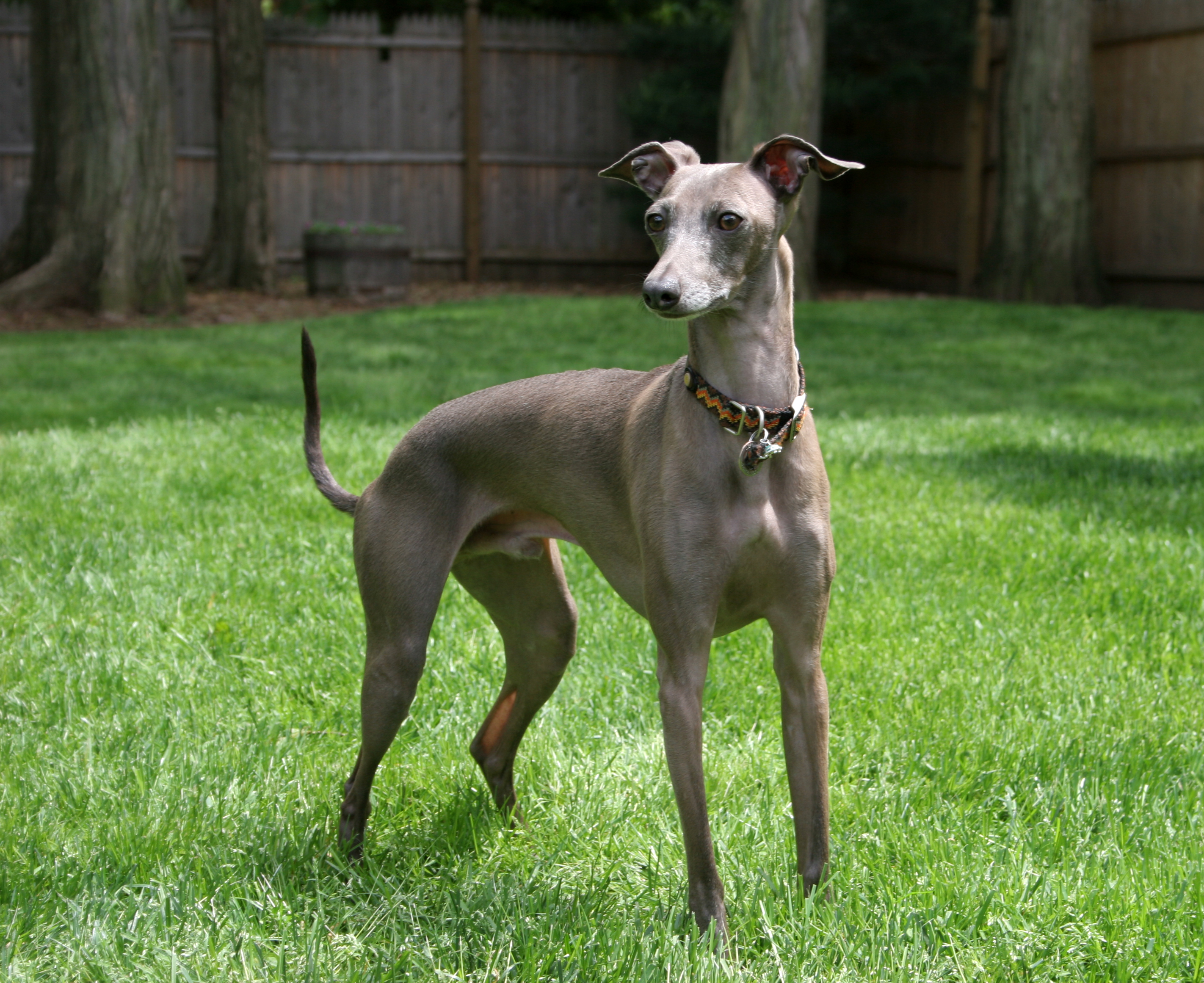 dog1