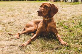 dog2
