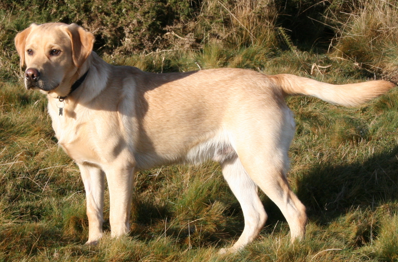 dog4