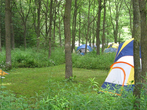 Green forest