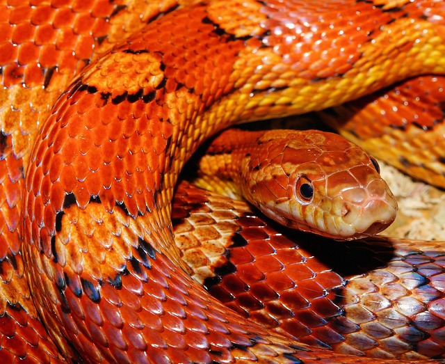 snake/