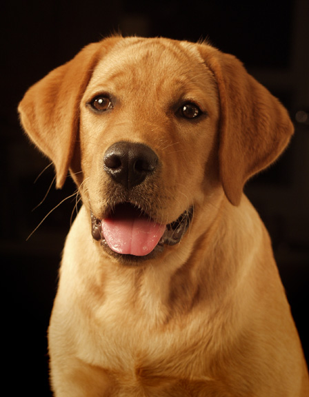  Red Fox Lab