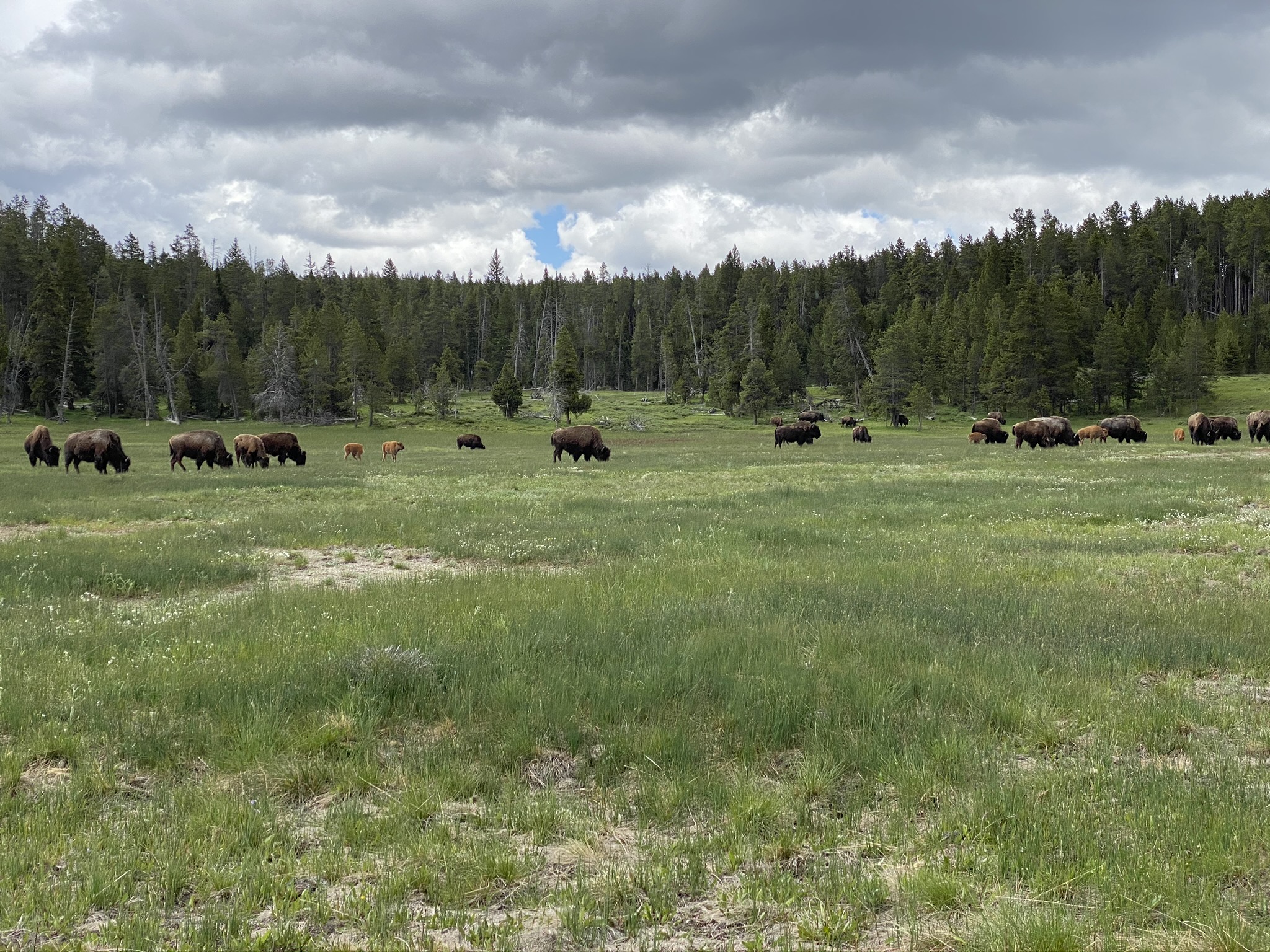 Bison Herd