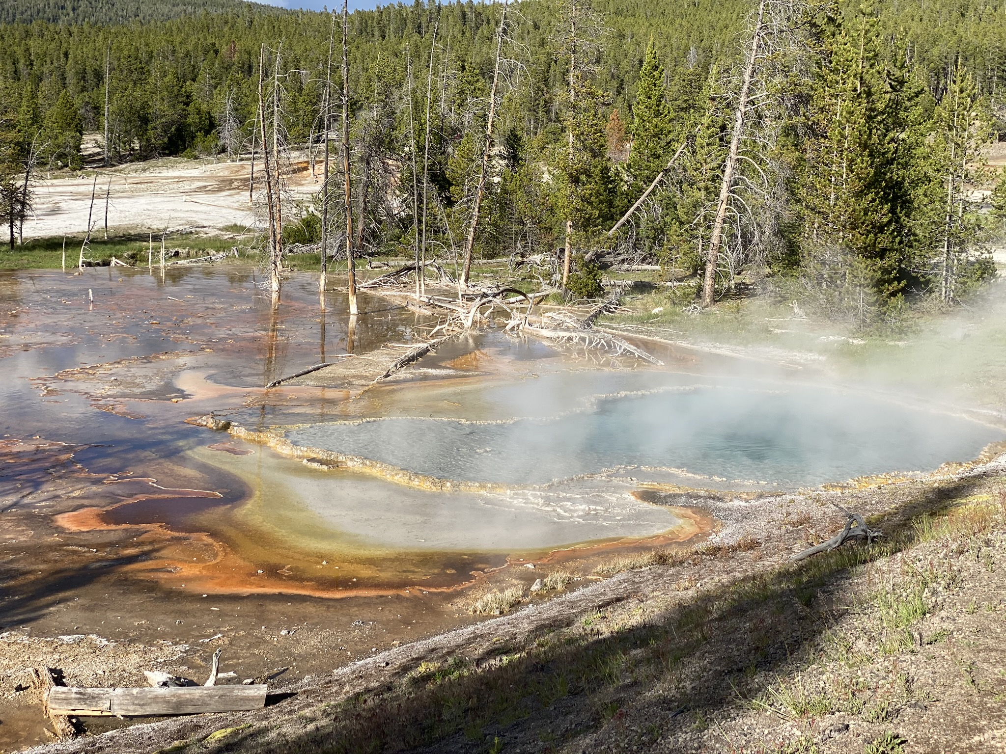 A Geyser Pool in a Clearing of a Forest