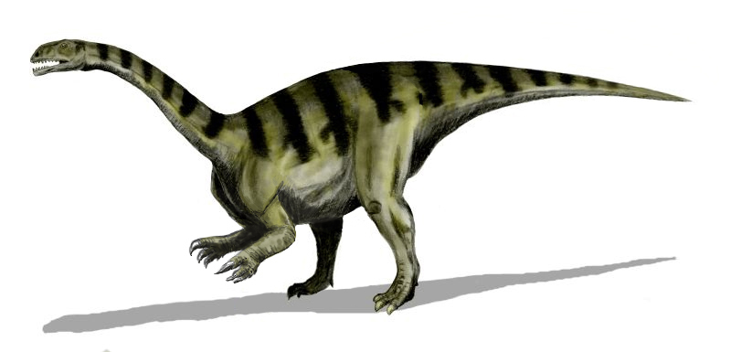 Diplodocus