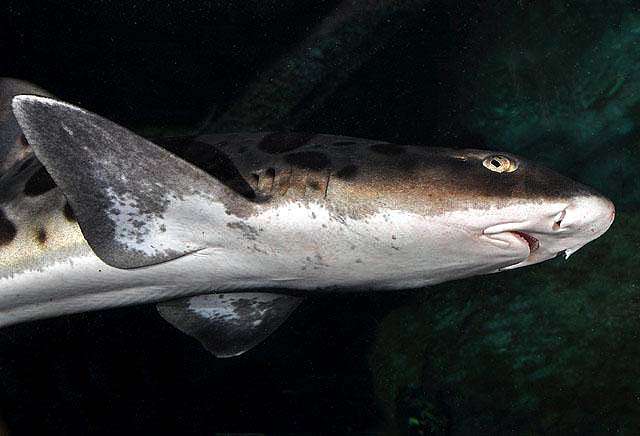 shark