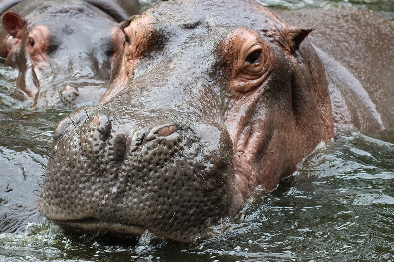 hippo